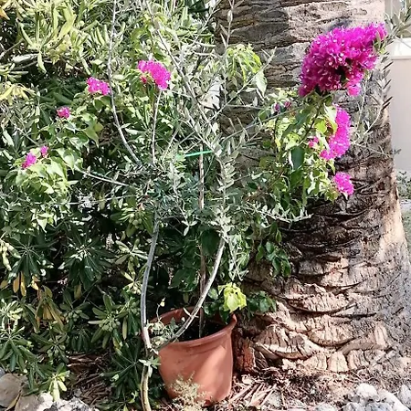Fani Kanun דירה *