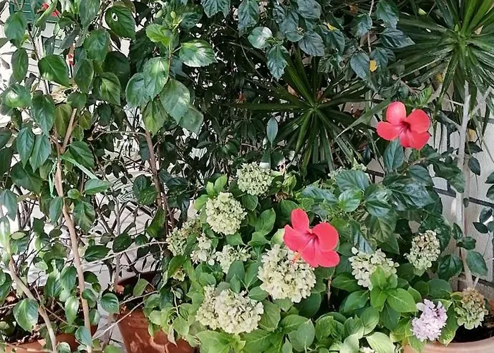 A2 Apartment Fani Kanun