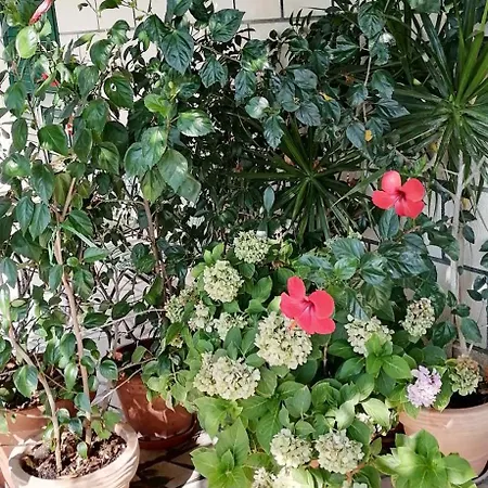 A2 Apartment Fani Kanun